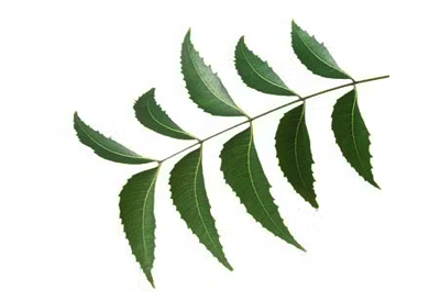 azadirachta indica (Neem)