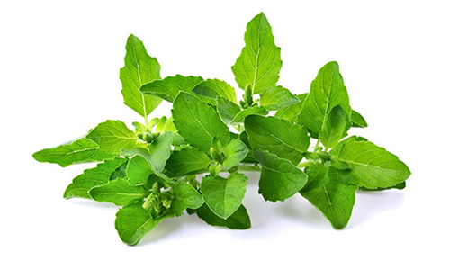 ocimum sanctum (Tulsi)